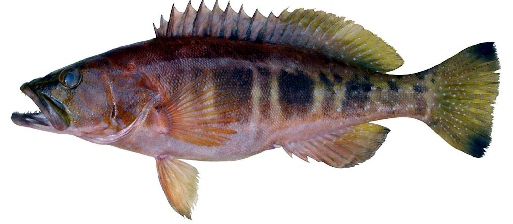 Serranus scriba_004